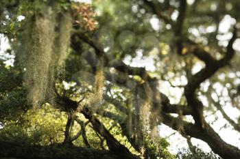 Royalty Free Photo of Spanish Moss Hanging From an Oak Tree on Bald Head Island, North Carolina