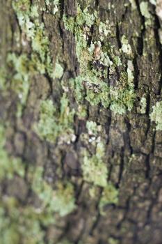 Royalty Free Photo of a Close-up of Moss Growing on Tree Bark
