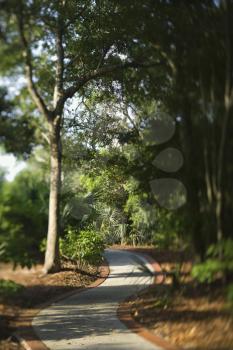 Royalty Free Photo of a Footpath Winding Through a Forest
