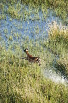 Royalty Free Photo of an Aerial View of White Tail Deer Running Fast Through Water and Marsh Grass on Bald Head Island, North Carolina