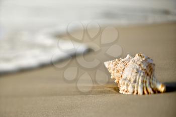 Royalty Free Photo of a Conch Shell on the Beach