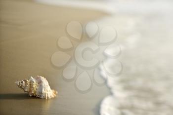 Royalty Free Photo of a Conch Shell on the Beach