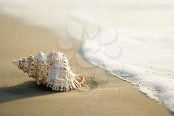 Royalty Free Photo of a Conch Shell on a Beach With Waves