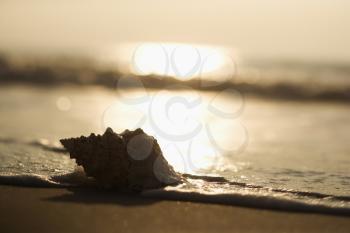 Royalty Free Photo of a Seashell on a Shoreline at Sunset