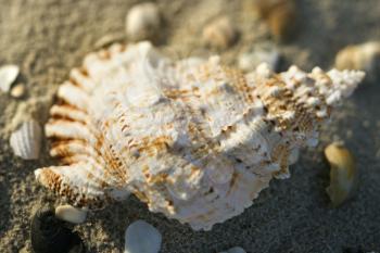 Royalty Free Photo of a Conch Shell in the Sand With Other Shells
