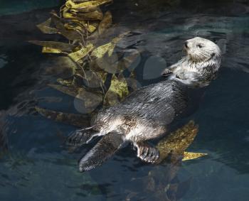 Royalty Free Photo of an Otter Swimming in an Aquarium in Lisbon, Spain
