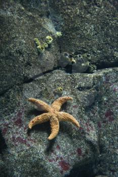 Royalty Free Photo of a Starfish on a Rock Surface in an Aquarium in Lisbon, Spain
