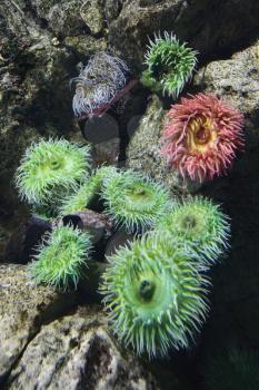 Royalty Free Photo of Sea Anemone in an Aquarium in Lisbon, Spain
