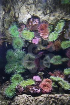 Royalty Free Photo of Sea Anemone in an Aquarium in Lisbon, Spain