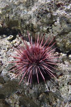 Royalty Free Photo of an Underwater Sea Urchin in an Aquarium in Lisbon, Spain