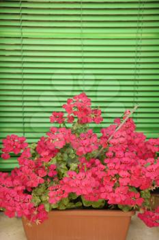 Pink geraniums in window sill with bright green blinds in background.