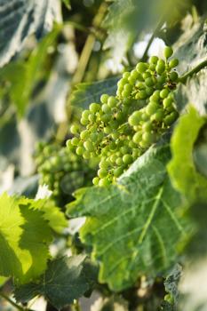 Royalty Free Photo of a Cluster of Green Grapes on a Vine With Leaves in Tuscany, Italy