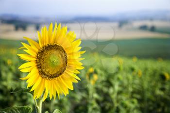 Close-up of one sunflower growing in sunflower field in Tuscany, Italy.