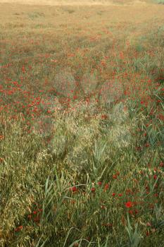 Royalty Free Photo of a Field of Poppies Growing in Tuscany, Italy
