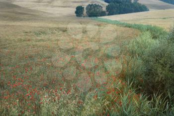 Royalty Free Photo of a Field of Poppies Growing in a Countryside in Tuscany, Italy