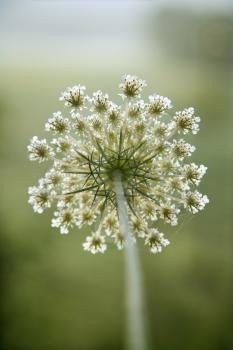 Selective focus close-up of queen anne's lace growing in Tuscany, Italy.