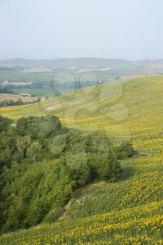 Royalty Free Photo of a Field of Sunflowers in Tuscany, Italy