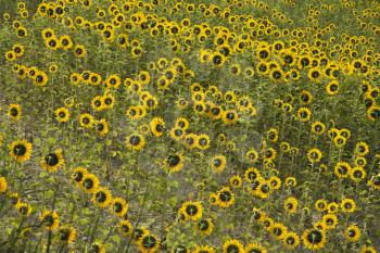 Royalty Free Photo of Sunflowers Growing in a Field in Tuscany, Italy