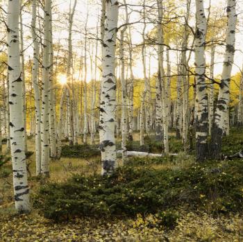 Royalty Free Photo of Aspen Trees in Fall Color in Utah