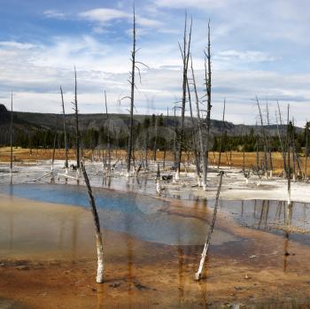 Royalty Free Photo of a Landscape of Dead Trees in Shallow Water Pool at Yellowstone National Park, Wyoming