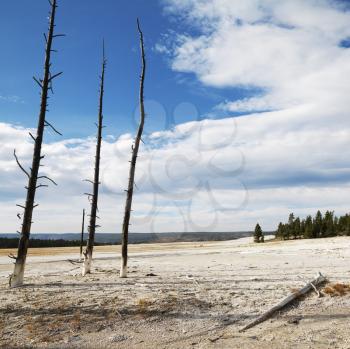 Royalty Free Photo of a Landscape of Dead Tress on a Shoreline at Yellowstone National Park, Wyoming