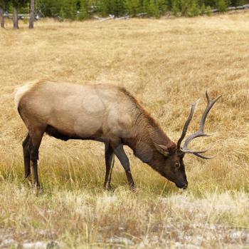 Royalty Free Photo of a Male Elk Grazing on Grass at Yellowstone National Park, Wyoming