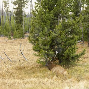 Royalty Free Photo of an Elk Lying Down in Grass at Yellowstone National Park, Wyoming