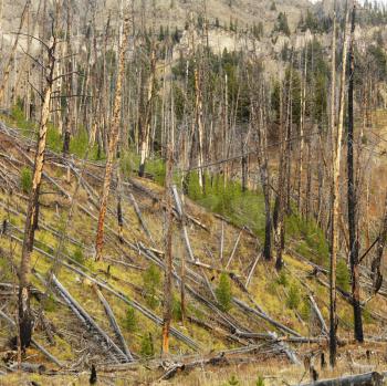 Royalty Free Photo of a New Growth in Forest That Was Previously Destroyed by Fire