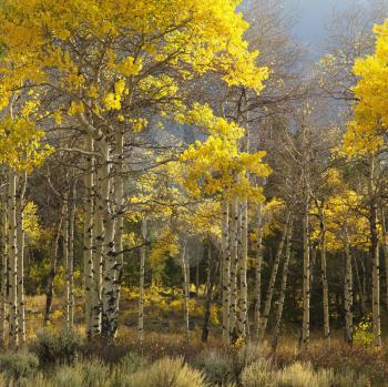 Royalty Free Photo of Aspen Trees in Yellow Fall Color in Wyoming