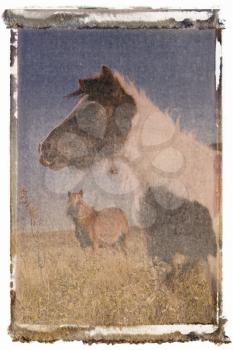Royalty Free Photo of a Polaroid Transfer of Miniature Horses