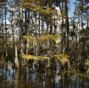 Royalty Free Photo of Cypress Trees in Wetland of Everglades National Park, Florida, USA