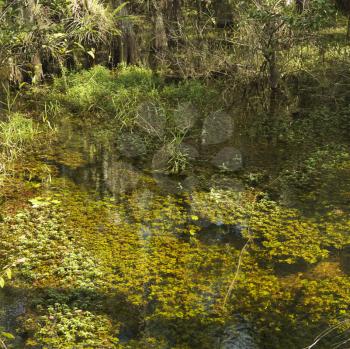 Aquatic plants in wetland of Everglades National Park, Florida, USA.