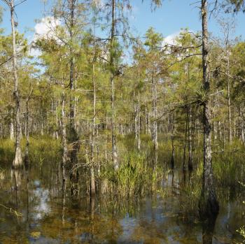 Royalty Free Photo of Cypress Trees in Wetland of Everglades National Park, Florida, USA
