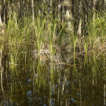 Royalty Free Photo of Aquatic Plants in Everglades National Park, Florida, USA