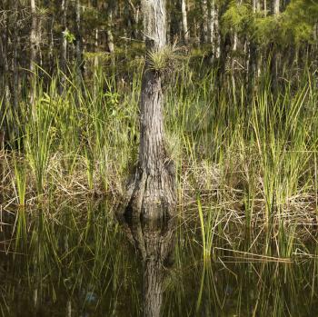 Royalty Free Photo of a Cypress Tree in the Wetland of Everglades National Park, Florida, USA
