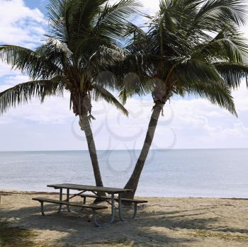 Royalty Free Photo of a Picnic Table by a Pair of Palm Trees on a Beach in Florida Keys, Florida, USA