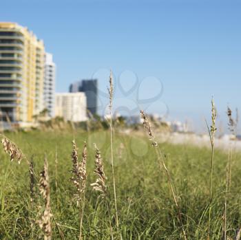 Royalty Free Photo of Beach Grass and Beachfront Buildings in Miami, Florida, USA