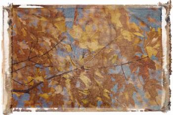 Royalty Free Photo of a Polaroid Transfer of Maple Tree in Fall Color in Washington, DC, USA