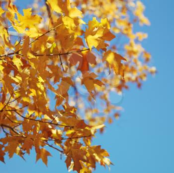 Royalty Free Photo of a Maple Tree in Fall Color in Washington, DC, USA