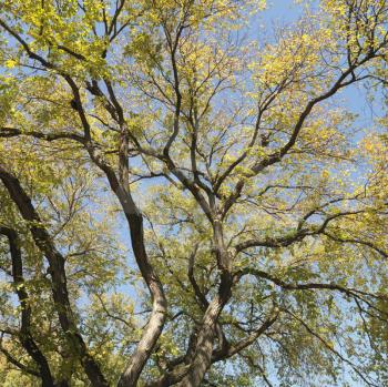 Royalty Free Photo of a Tree With Green Leaves Against a Blue Sky