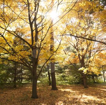 Royalty Free Photo of Maple Trees in Fall