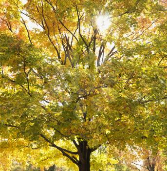 Royalty Free Photo of a Maple Tree in Fall