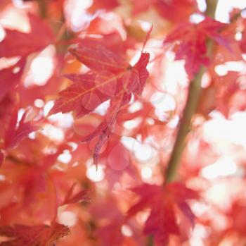 Royalty Free Photo of Multiple Red Autumn Maple Leaves