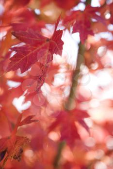 Royalty Free Photo of Red Autumn Maple Leaves