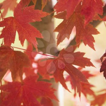Multiple red autumn maple leaves on tree.