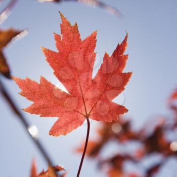 Royalty Free Photo of a Red Autumn Maple Leaf With a Blue Sky in the Background