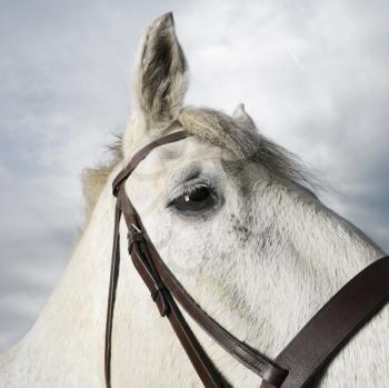Royalty Free Photo of a White Flea-Bitten Horse Wearing a Bridle