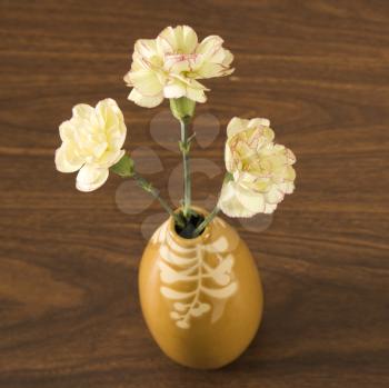 Royalty Free Photo of Three White Carnations in a Vase