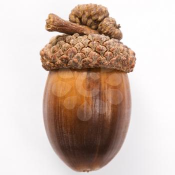 Royalty Free Photo of an Acorn