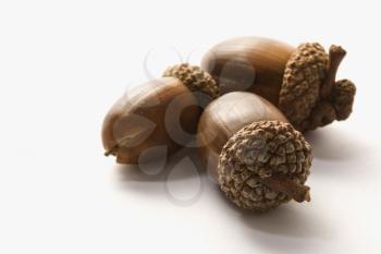 Still life of three acorns.